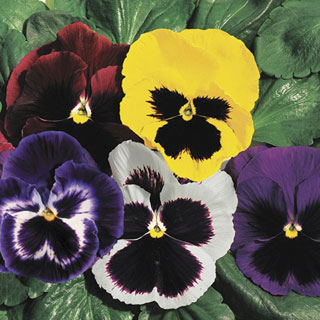 Park's Whopper Mix Pansy Seeds