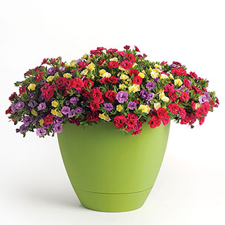 Trixi® Double Date Combination from Seedsdiscount [51169-PK-P16] - $17. ...
